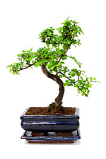 Chinese elm bonsai for sale  LUTTERWORTH