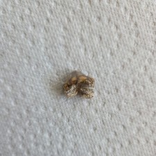 Rare ictitherium viverrinumfos for sale  BIRMINGHAM