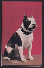 Dog sheahan pitbull for sale  Chattanooga