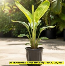 Traveler palm gal for sale  Homestead