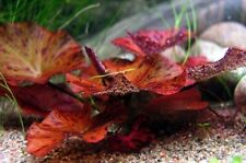 Red nymphaea rubra for sale  LONDON
