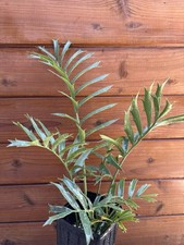 Encephalartos horridus woodii for sale  Santee