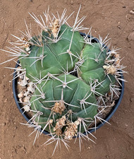 Gymnocalycium eurypleurum cact usato  Menfi