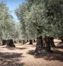 Olea europaea nocellara usato  Napoli
