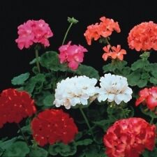 Flower geranium colorama for sale  SALISBURY