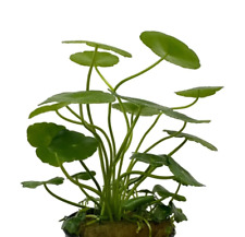 Hydrocotyle vulgaris for sale  KETTERING