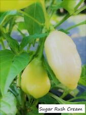 Heirloom pepper seeds for sale  Newcomerstown