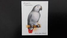 african grey bird for sale african grey bird for sale WATFORD