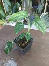 Monstera siltepecana for sale  Byhalia