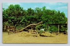 Postcard making sorghum for sale  The Colony