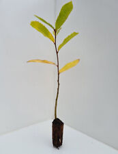 Sweet chestnut trees for sale  INVERNESS
