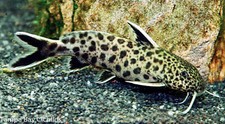 Petricola synodontis tropical for sale  Flower Mound