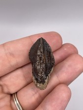 Beautiful triceratops tooth for sale  MAIDSTONE
