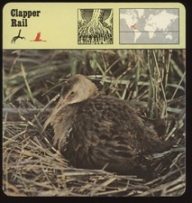 Clapper rail safari for sale  Waupun