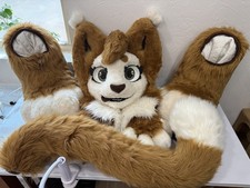 Brown white cat for sale  Yukon