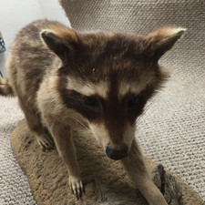 Raccoon taxidermy standing for sale  Tucson