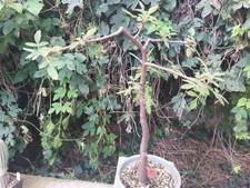 Bursera cuneata for sale  Shipping to United Kingdom