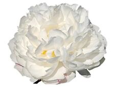 Gardenia double white for sale  Miami