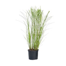 Miskant chiński - Miscanthus sinensis 'Gracillimus' - W40-60cm - ⌀23cm na sprzedaż  Wysyłka do Poland