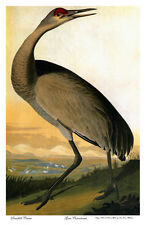 Audubon sandhill crane for sale  Cambria