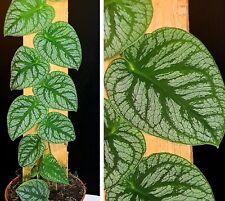 Monstera dubia. stunning for sale  NOTTINGHAM