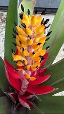 huge bromeliad for sale huge bromeliad for sale USA