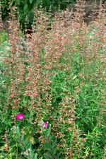 Agastache barberi firebird gebraucht kaufen Agastache barberi firebird gebraucht kaufen  Westerstede
