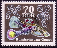 2181 zierfische guppys gebraucht kaufen  Schwalmtal