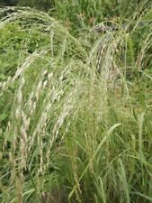 Teff miglio nano usato  Spedire a Italy