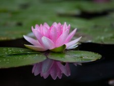Pink hardy water for sale  Allen