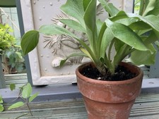 Primula auricula hint for sale  HORNCASTLE