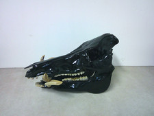 Taxidermy mount real for sale  Titusville