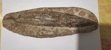 Poisson fossile rhacolepsis d'occasion  Descartes