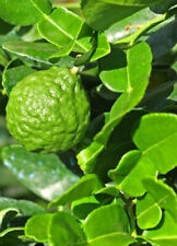 Limettenbaum citrus hystrix gebraucht kaufen  Dortmund