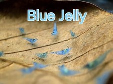 Blue jelly shrimp for sale  Clarksville