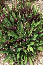 house plant leaf big for sale house plant leaf big for sale Opa Locka