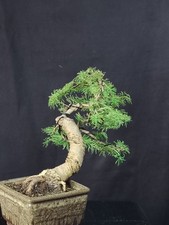 Bonsai larice dorato usato  Cison di Valmarino