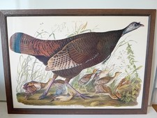 Large framed art for sale  EXETER