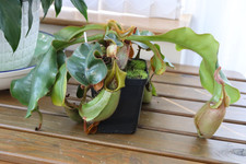 Nepenthes veitchii grex for sale  SOUTHAMPTON