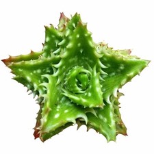 Tiger tooth aloe for sale  Lake Forest