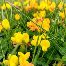 Bird foot trefoil for sale  LAUNCESTON