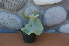 Extremely rare platycerium for sale  Roseburg