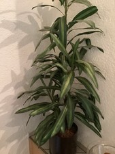 Yucca palme künstlich gebraucht kaufen  Altenkirchen, Gries, Ohmbach