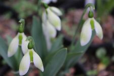 Galanthus elwesii virescent for sale  UK