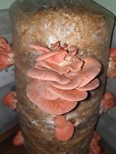 Mushroom grow kit for sale  WORCESTER