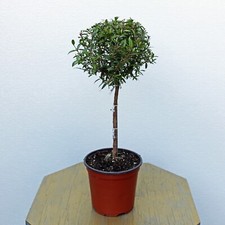 Live myrtle topiary for sale  Lake Worth