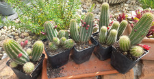 Echinopsis chamacereus hybride gebraucht kaufen  Mönchengladbach
