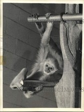 1956 press photo for sale  Memphis