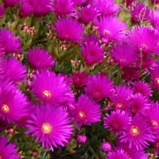 Lampranthus plug plants for sale  LONDON