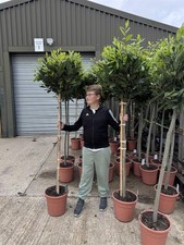 Extra large laurus for sale  KING'S LYNN